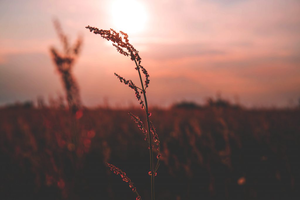Meadow during sunset - free stock photo