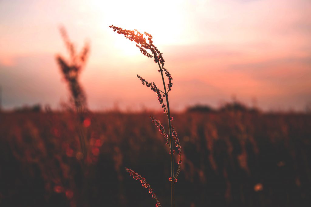 Meadow during sunset 2 - free stock photo