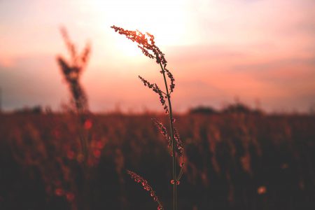 Meadow during sunset 2 - free stock photo