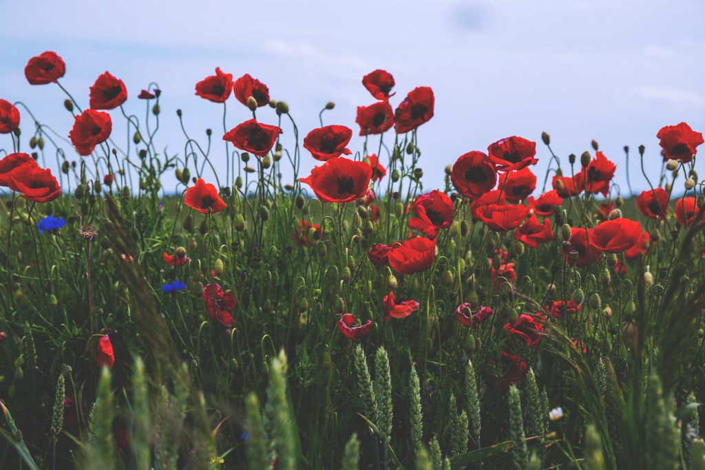 poppies-1024x683.jpg