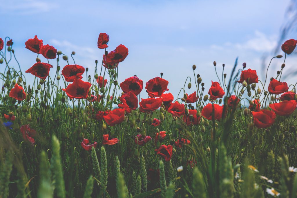 Poppies 2 - free stock photo