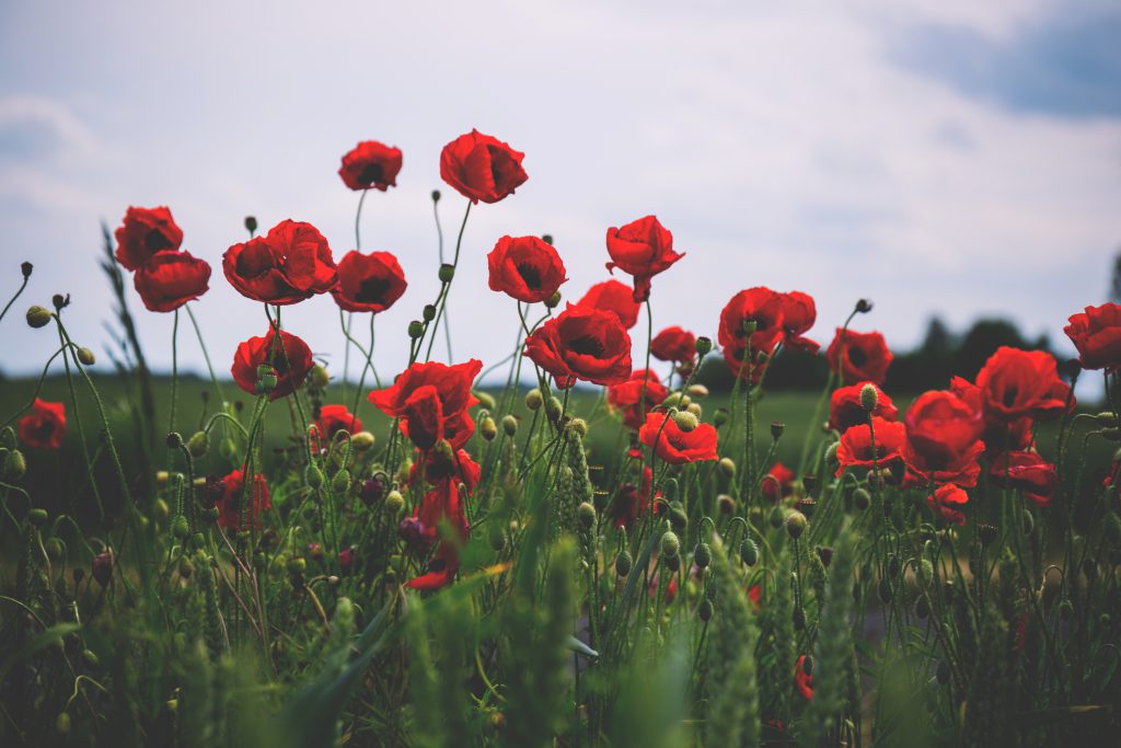 Poppies 3 - free stock photo