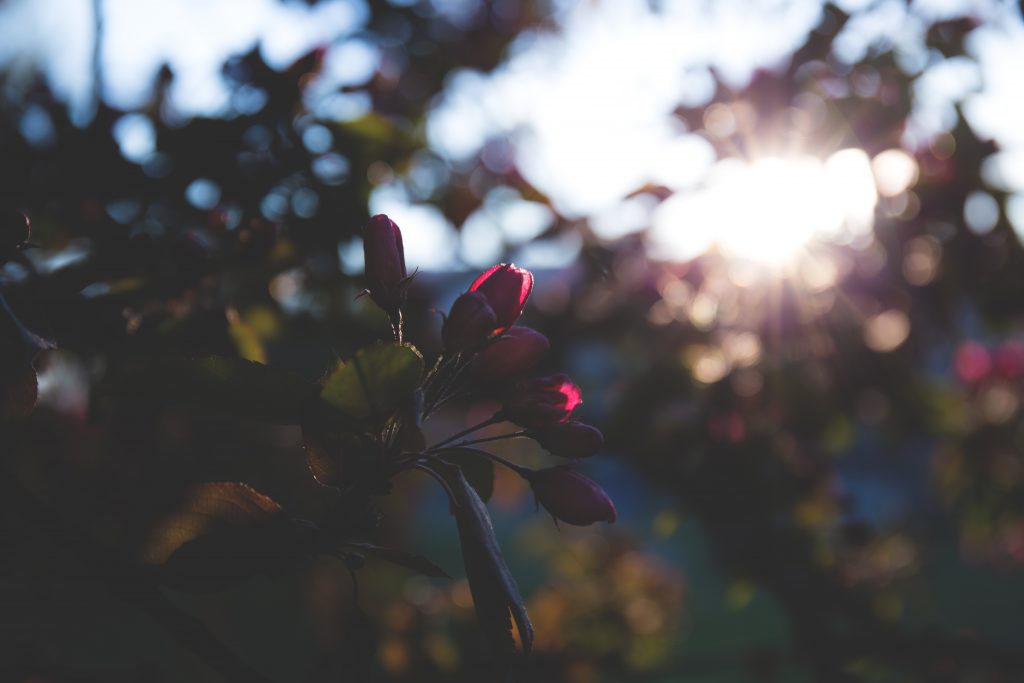 Red flowers in sunlight - free stock photo