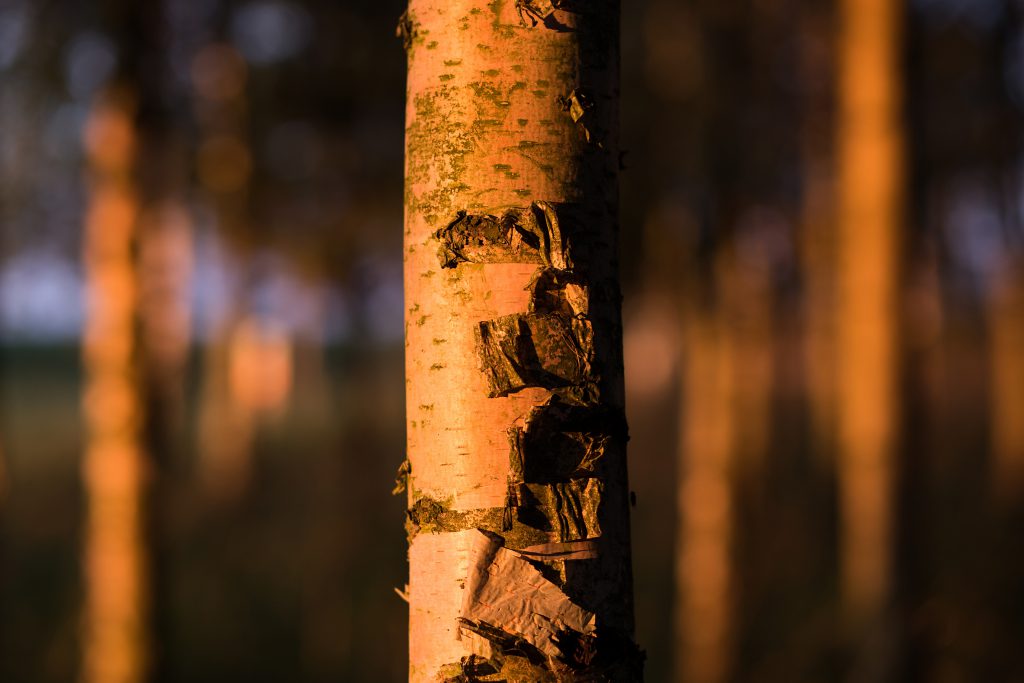 Birch trunk - free stock photo