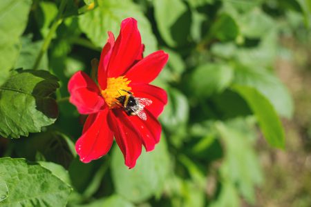 Bumblebee on the red flower - free stock photo