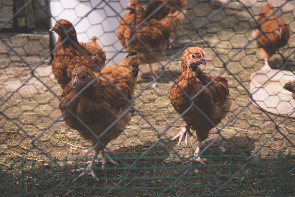 Chickens - free stock photo