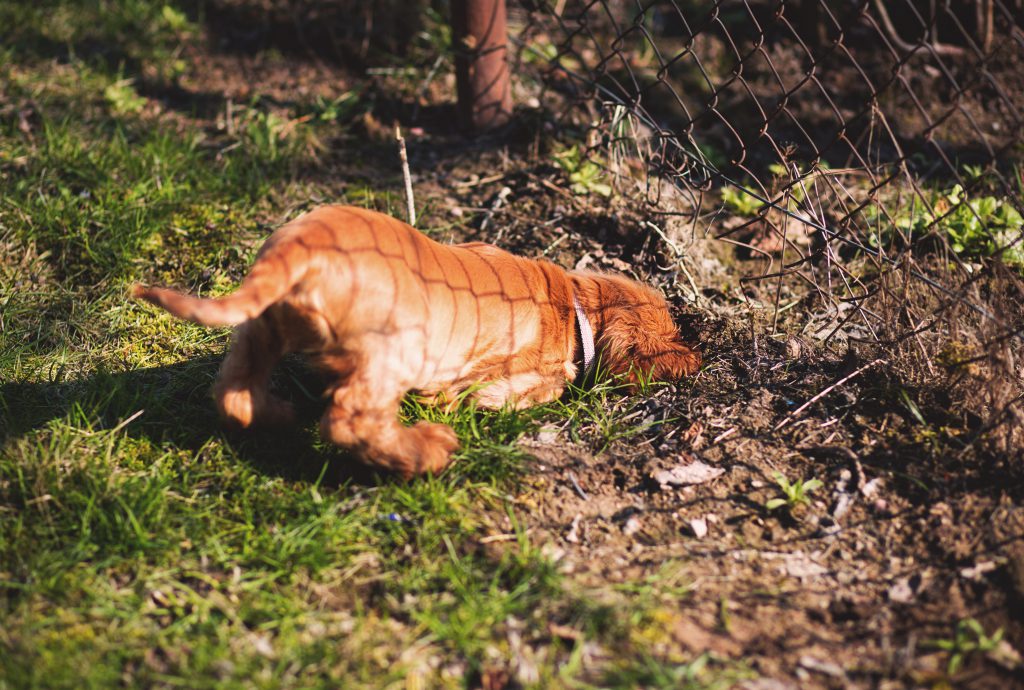 Digging dog - free stock photo