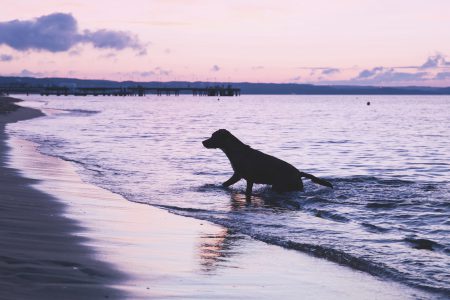 Dog playing in the sea - free stock photo