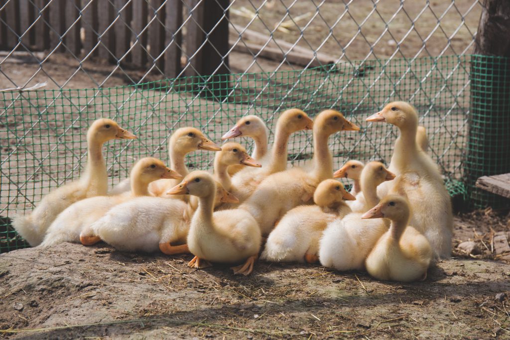 Ducklings - free stock photo