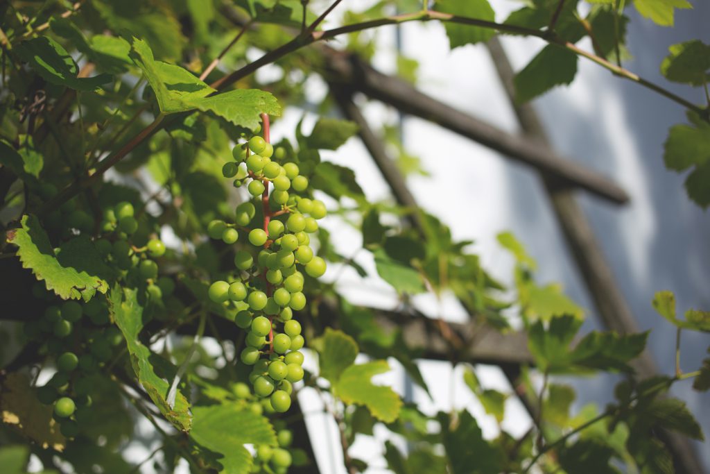 Green grapes 2 - free stock photo