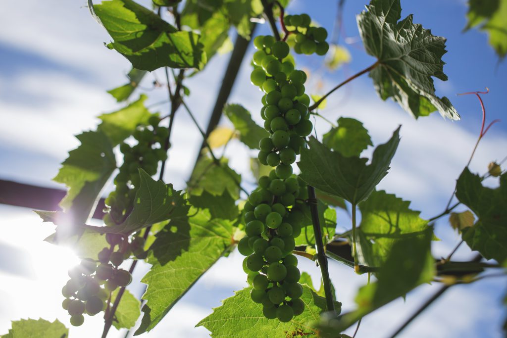 Green grapes 3 - free stock photo