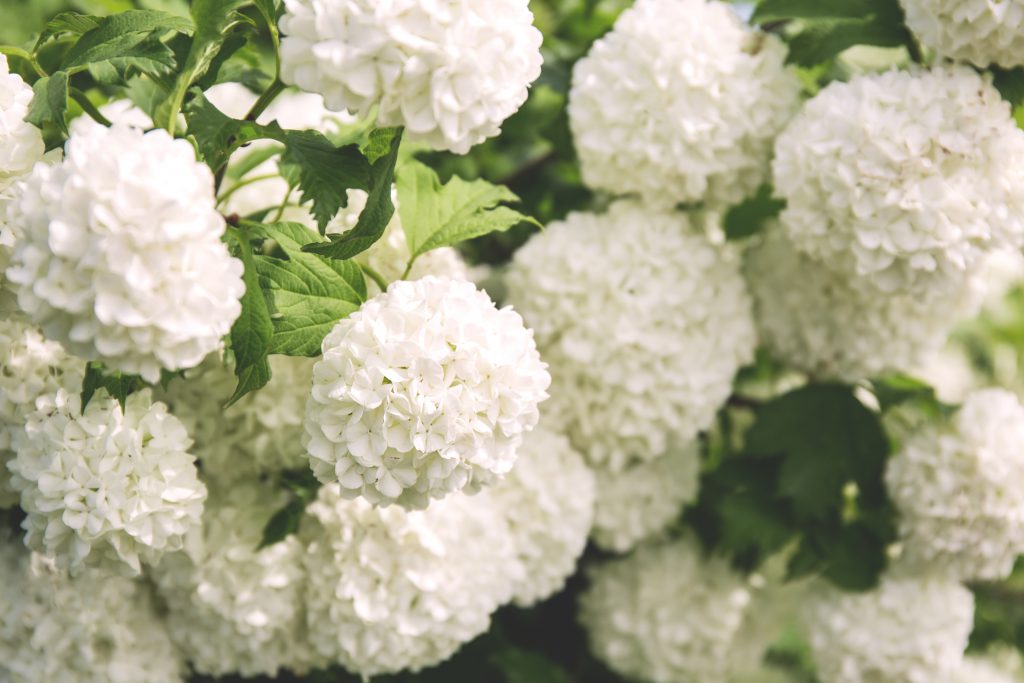 Guelder rose - free stock photo