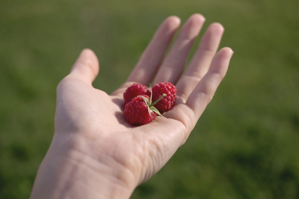 Hand with raspberries - free stock photo