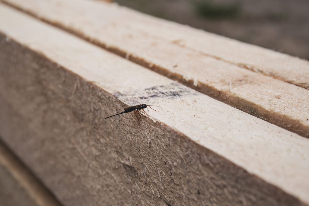 Insect on wooden board - free stock photo