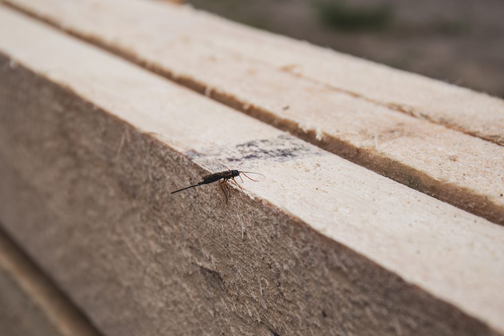 insect_on_wooden_board-1024x683.jpg