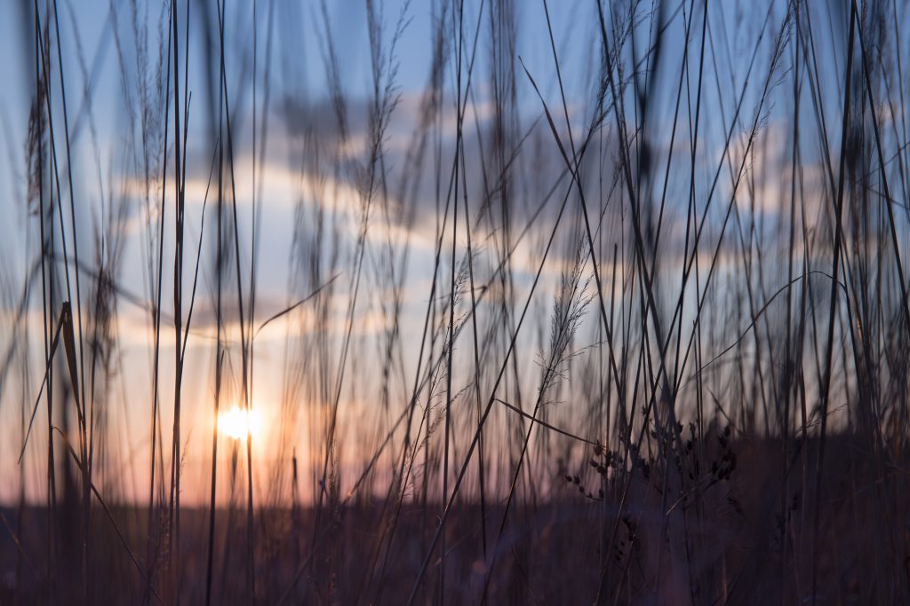 low_sun_in_high_grass-1024x683.jpg