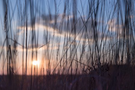 Low sun in the high grass - free stock photo