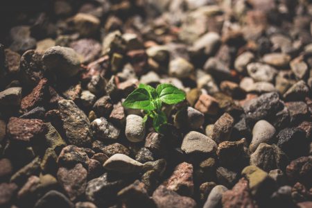 Plant growing between the rocks - free stock photo