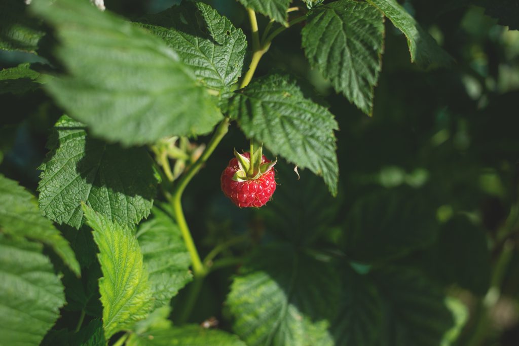 Raspberry bush - free stock photo