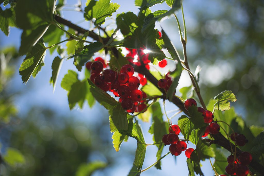 red_currant-1024x683.jpg