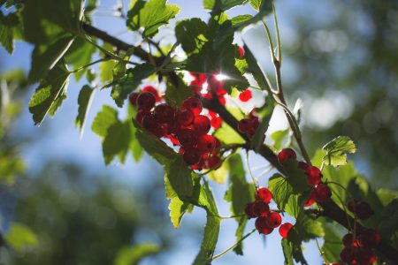 Red currant - free stock photo