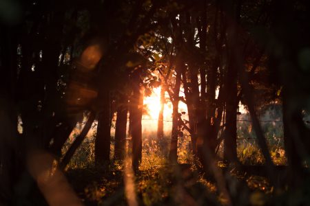 Sunset in forest - free stock photo