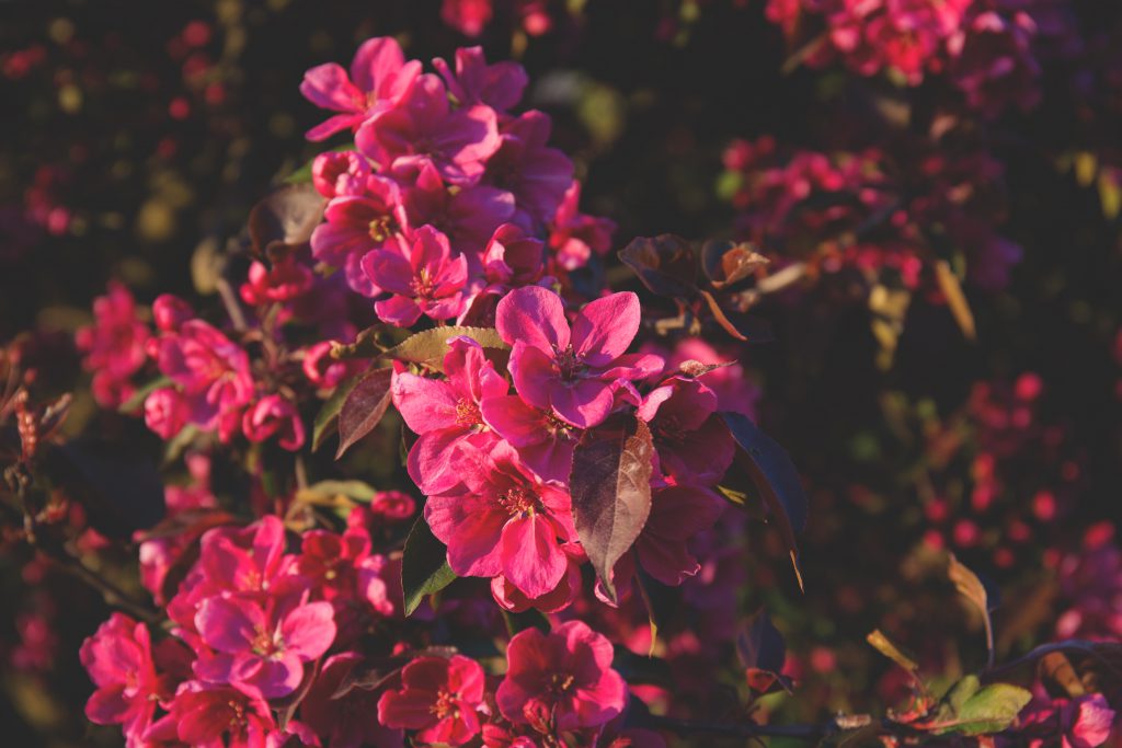 tree_blossom_2-1024x683.jpg