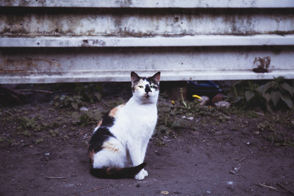 Tricolor cat - free stock photo