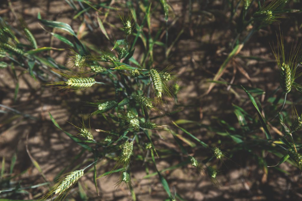 Vertical shot of barley - free stock photo