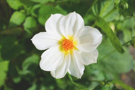 White flower - free stock photo