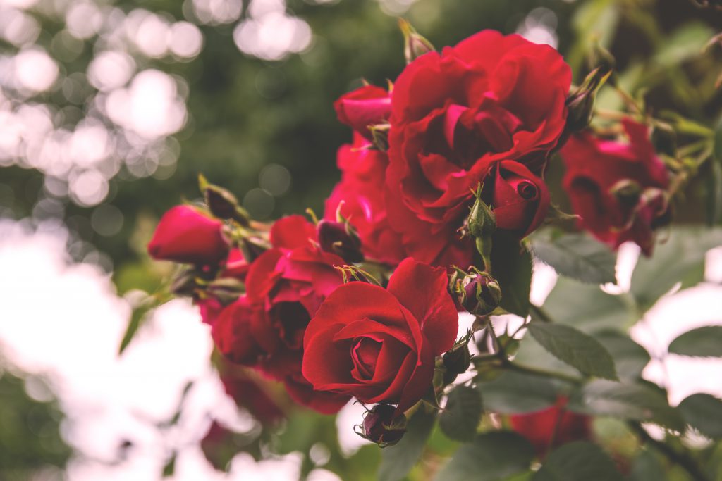 Wild roses - free stock photo