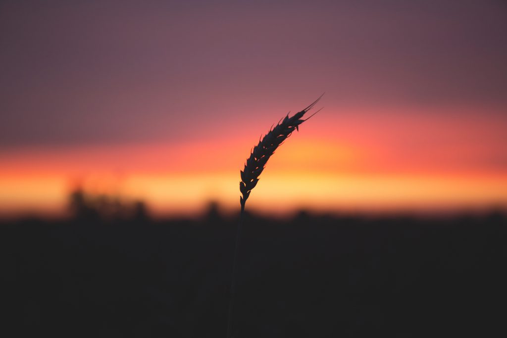 Blade of wheat in twilight - free stock photo