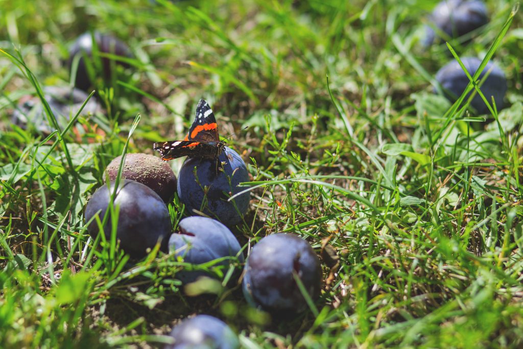 Butterfly on a plum - free stock photo