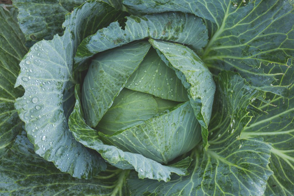 Cabbage - free stock photo