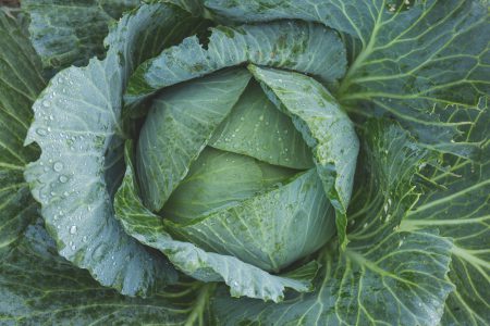 Cabbage - free stock photo