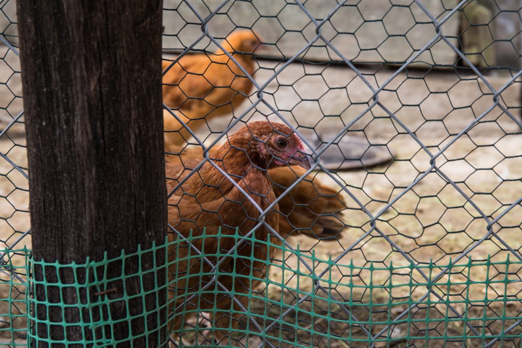 Chickens 2 - free stock photo