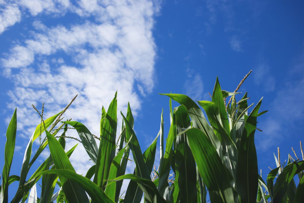 cornfield_2-1024x683.jpg