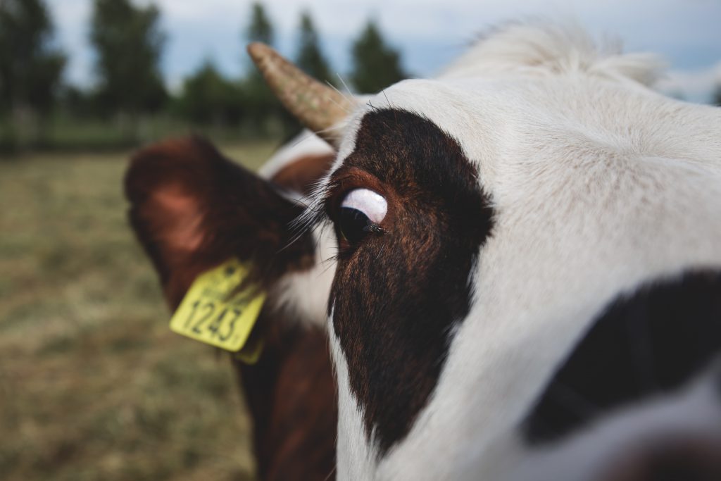 Crazy cow - free stock photo