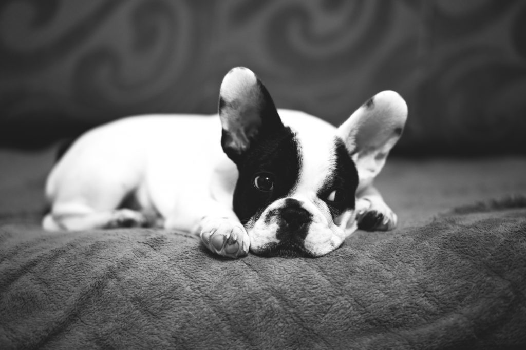 Cute puppy on a sofa - free stock photo