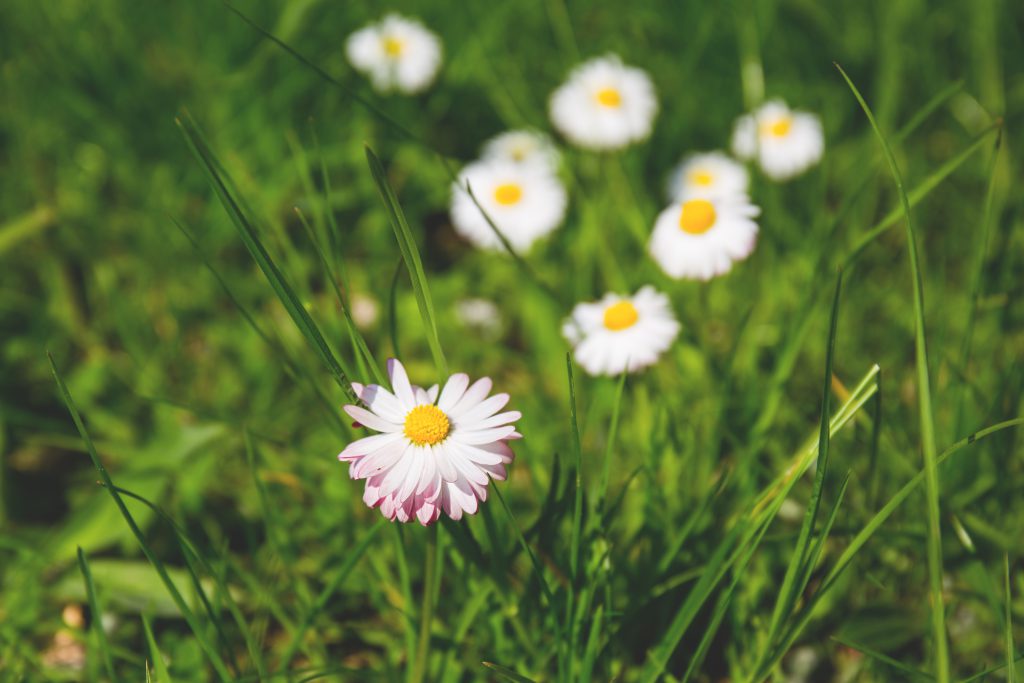 daisies_2-1024x683.jpg