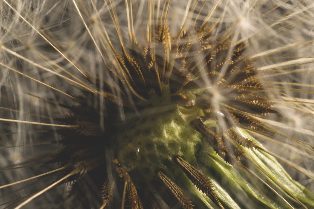 Dandelion macro - free stock photo