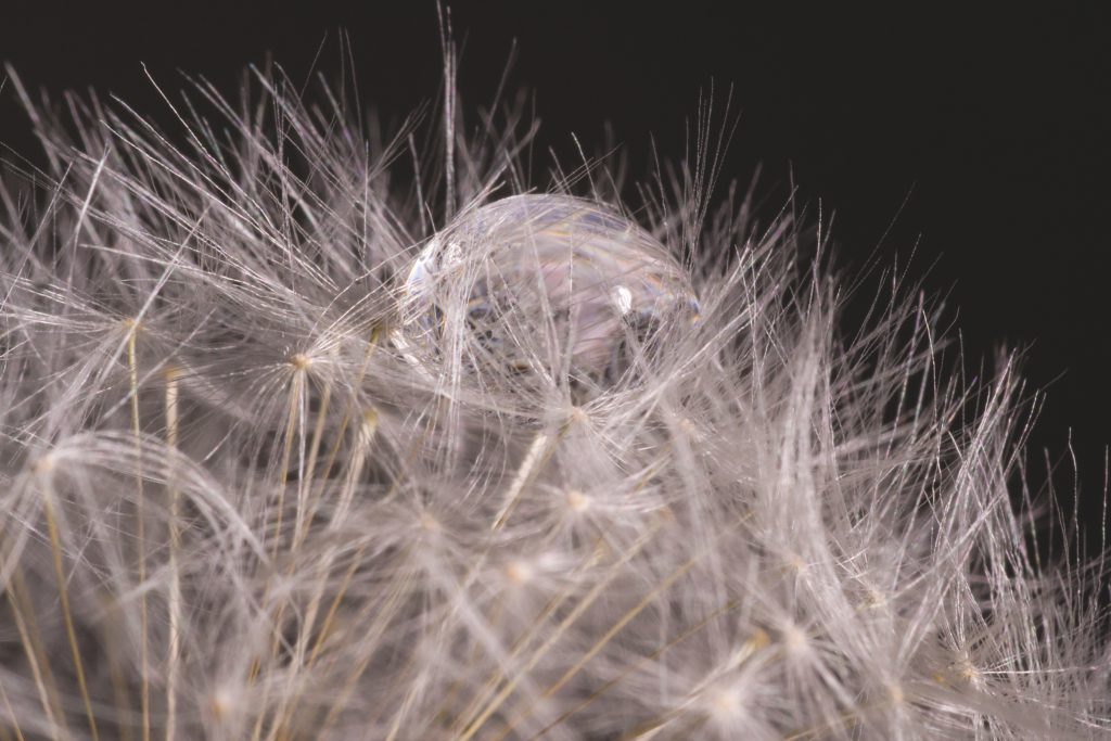 Dandelion macro 2 - free stock photo