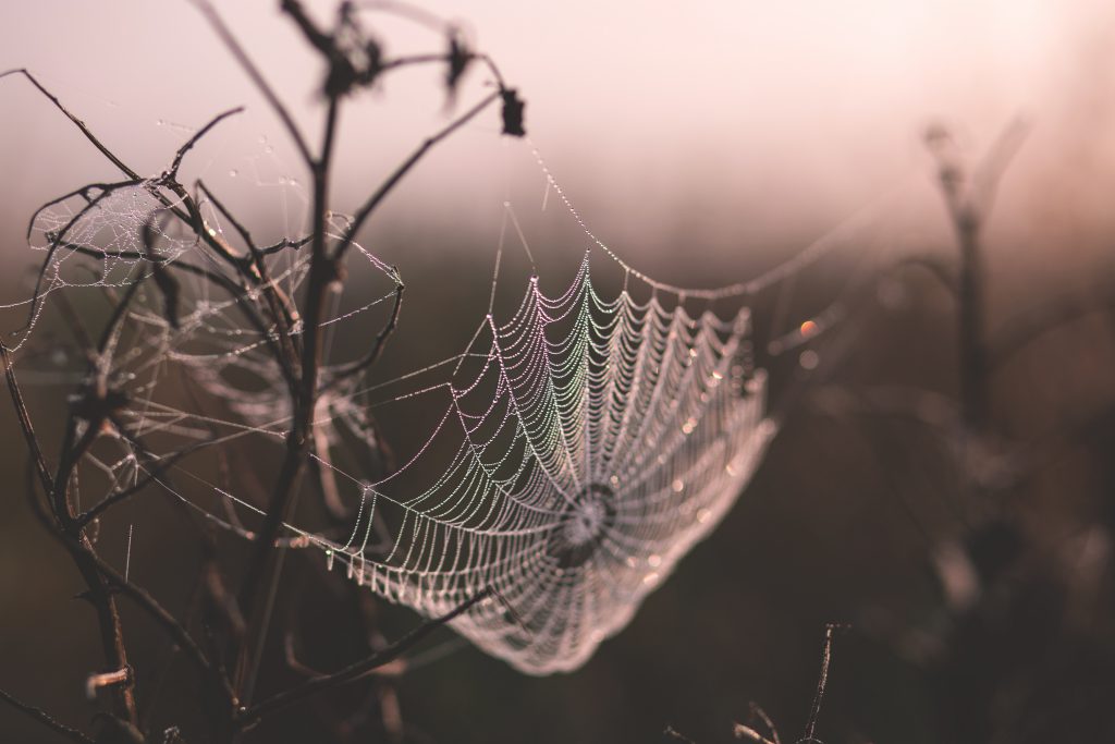 Dew on a spider’s web - free stock photo