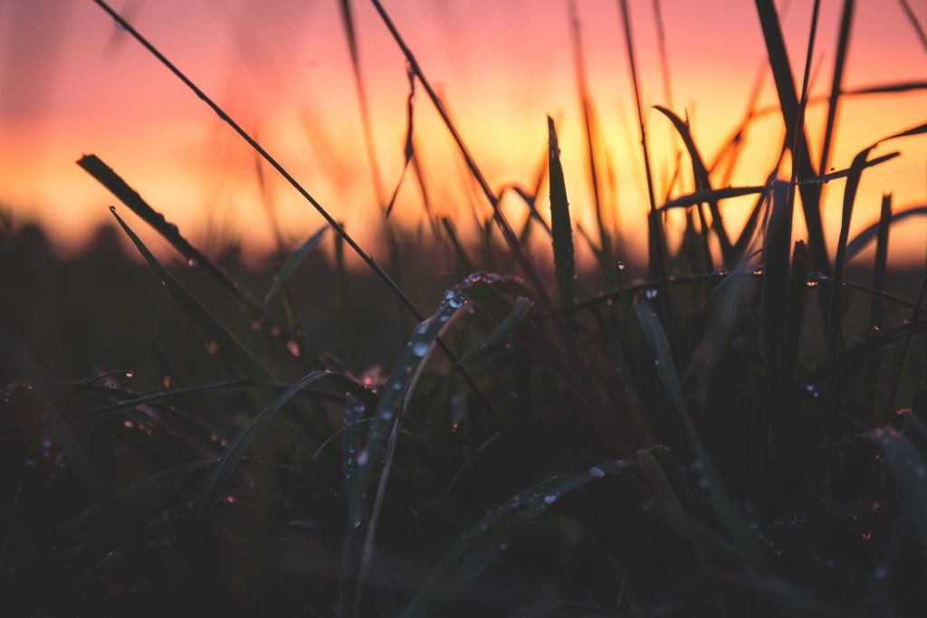 Dew on grass in the sunset - free stock photo