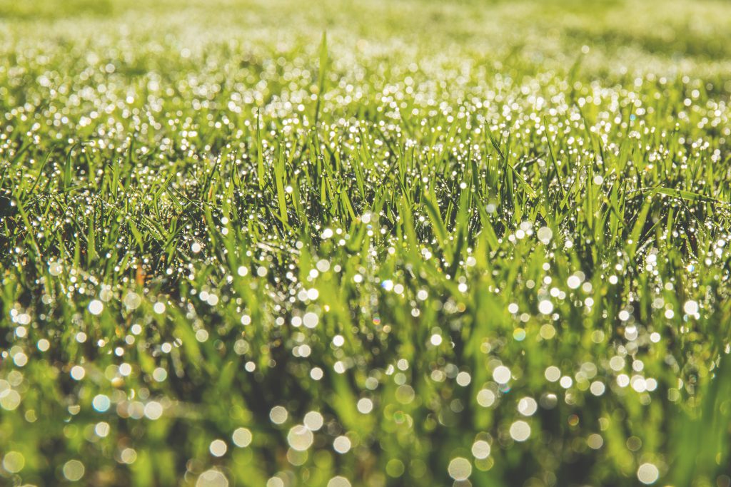 Dew on the grass - free stock photo