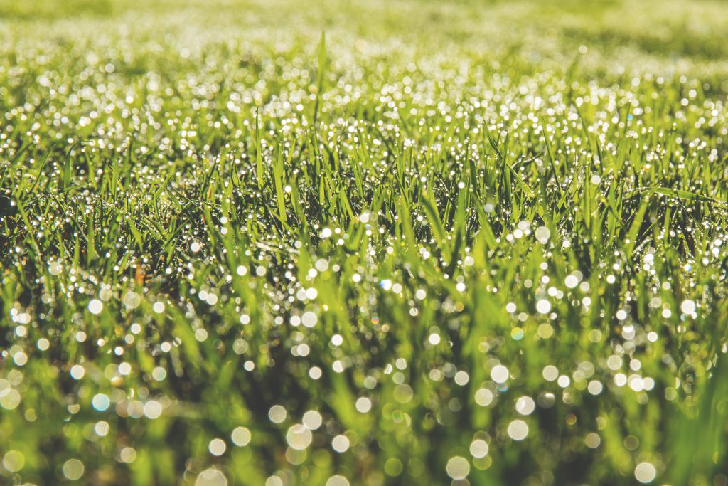 dew_on_the_grass-1024x683.jpg