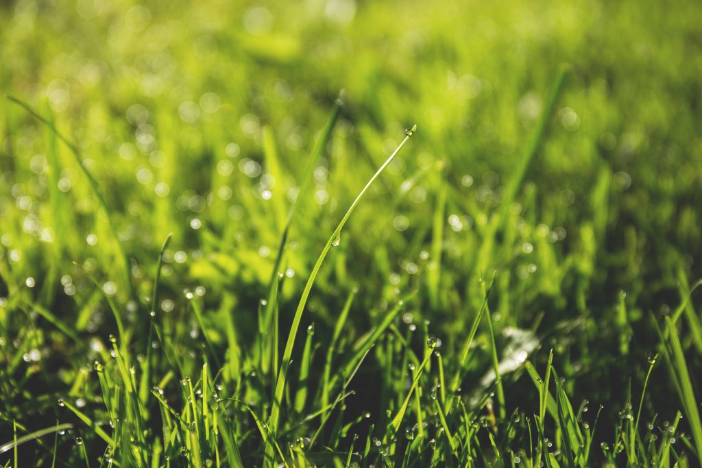 Dew on the grass 2 - free stock photo