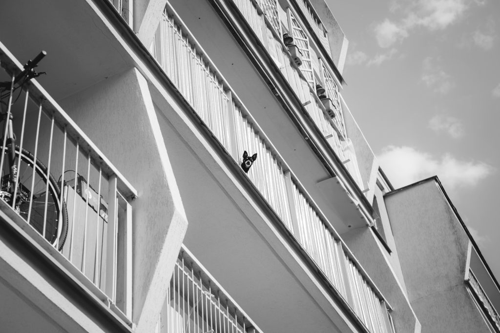 Dog on a balcony - free stock photo