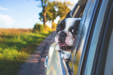 Dog riding in the car - free stock photo