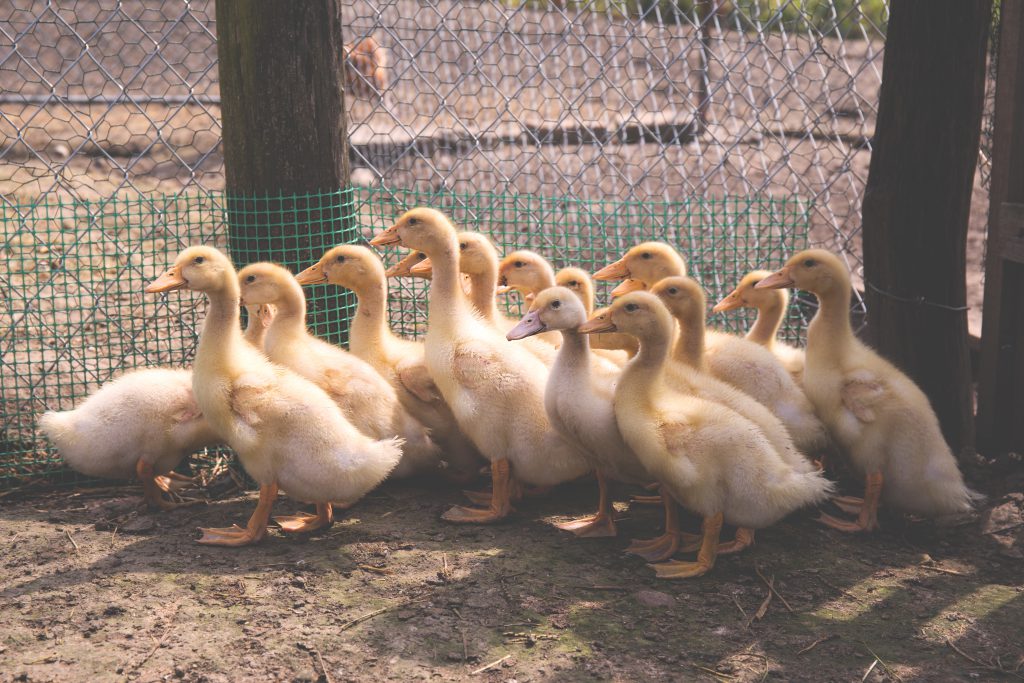 Ducklings 2 - free stock photo